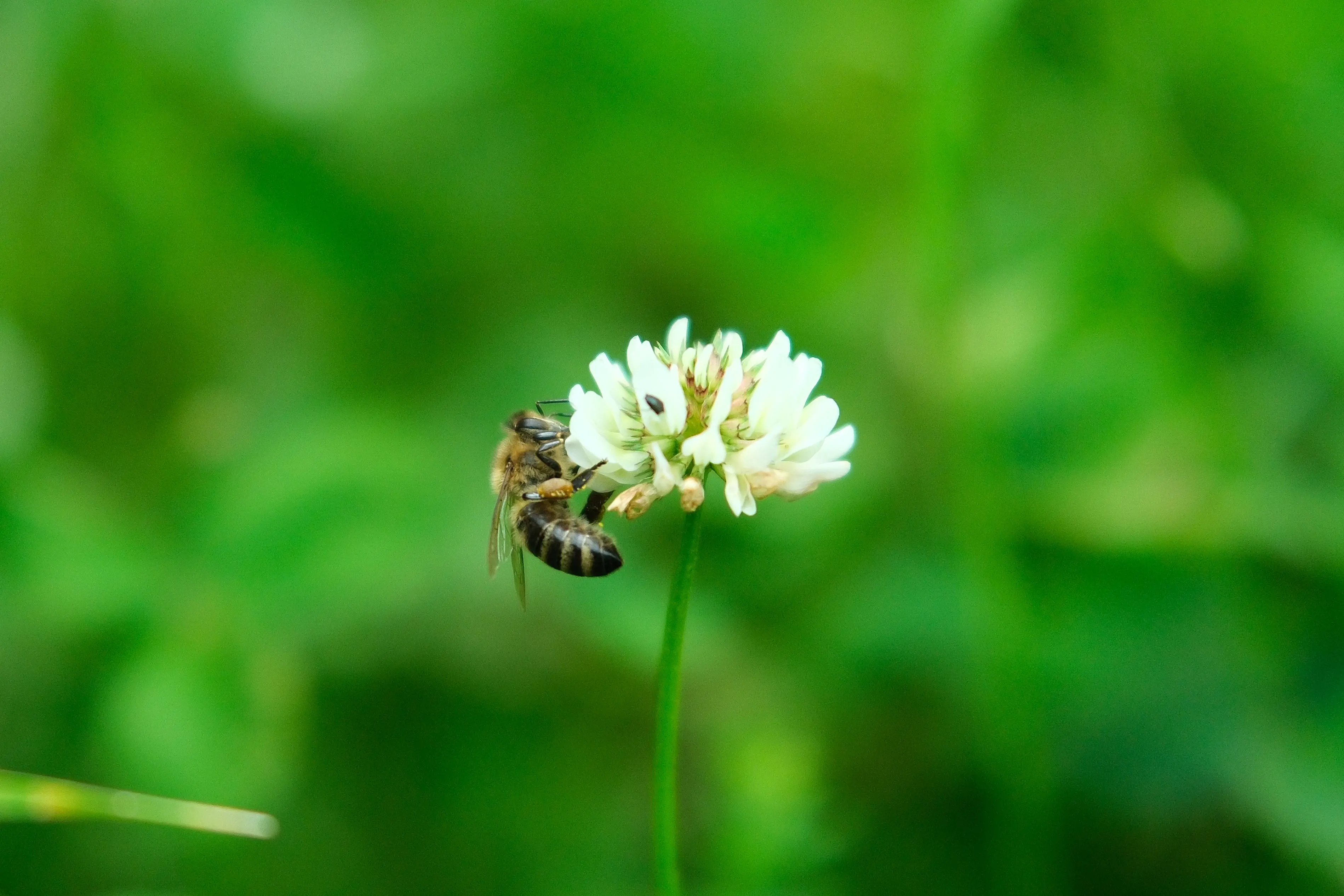 beekeepers